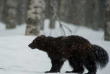 Finlande - La taiga en hiver - Glouton