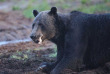 Nuit en grand affut au Boreal Wildlife Center