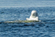 Belugas de Russie et ours de Finlande