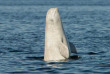Belugas de Russie et ours de Finlande