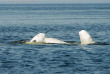 Belugas de Russie et ours de Finlande