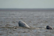 Belugas de Russie et ours de Finlande