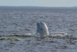 Belugas de Russie et ours de Finlande
