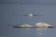 Belugas de Russie et ours de Finlande
