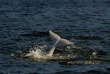 Belugas de Russie et ours de Finlande