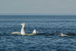 Belugas de Russie et ours de Finlande