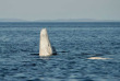 Belugas de Russie et ours de Finlande