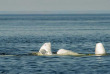 Belugas de Russie et ours de Finlande