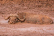Kenya - Aberdares, The Ark