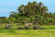 Kenya - Parc national Amboseli ©Shutterstock, eduard kyslynskyy