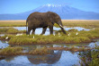 Kenya - Parc national Amboseli ©Shutterstock, andrzej kubik