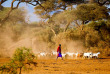 Kenya - Parc national Amboseli ©Shutterstock, javarman