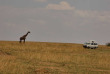 Kenya - Safari en minibus 4x4