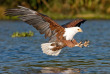 Kenya - Lake Naivasha - ©shutterstock, robert fowler