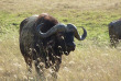 Kenya - Lake Nakuru @KTB
