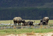 Kenya - Lake Nakuru - ©shutterstock, eduard kyslynskyy