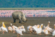 Kenya - Lake Nakuru - ©shutterstock, javarman