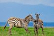 Kenya - Lake Nakuru ©Shutterstock, travel stock