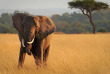 Kenya - Masai Mara ©Shutterstock, amy nichole harris