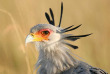 Kenya - Masai Mara ©Shutterstock, pixelpics