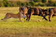 Kenya - Masai Mara ©Shutterstock, maggy meyer