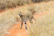 Kenya - Tsavo © Shutterstock, eduard kyslynskyy