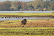 Malawi - Parc national de Liwonde ©Crafted Africa