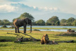 Malawi - Parc national de Liwonde - Mvuu Lodge