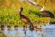 Malawi - Parc national de Liwonde ©Shutterstock, Radek Borovka