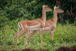Malawi - Réserve de Majete ©Crafted Africa