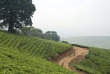 Malawi - Tea Estate - Staemwa - Huntingdon House