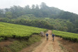 Malawi - Tea Estate - Staemwa - Huntingdon House