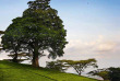 Malawi - Tea Estate - Staemwa - Huntingdon House