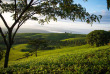 Malawi - Tea Estate - Staemwa - Huntingdon House