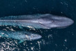 Mexique - Basse Californie - Baja Expeditions - San Ignacio Lagoon
