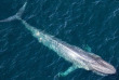Mexique - Basse Californie - Baja Expeditions - San Ignacio Lagoon