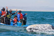 Mexique - Basse Californie - Baja Expeditions - San Ignacio Lagoon
