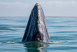 Mexique - Basse Californie - Baja Expeditions - San Ignacio Lagoon