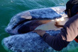 Mexique - Basse Californie - Baja Expeditions - San Ignacio Lagoon