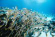 Mozambique - Bazaruto - Anantara Bazaruto Island Resort - Activités