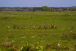 Mozambique - Ponta Mamoli - White Pearl Resorts - Activités - Maputo Special Reserve