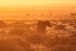 Namibie - Aus  - Chevaux du désert ©Shutterstock, Carol taylor