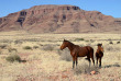 Namibie - Aus  - Chevaux du désert ©Shutterstock, Travelnerd