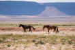 Namibie - Aus  - Chevaux du désert ©Shutterstock, Werner Van Zyl