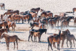 Namibie - Aus - Chevaux sauvages ©Shutterstock, Grobler du Preez