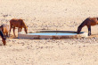 Namibie - Aus  - Chevaux du désert ©Shutterstock, Pyty