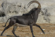 Namibie - Chobe River - ©Shutterstock, Tobie Oosthuizen