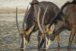 Namibie - Chobe River - ©Shutterstock, Tobie Oosthuizen