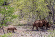 Namibie - Damaraland - Grootberg Lodge