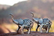 Namibie - Twyfelfontein - Mowani Mountain Camp